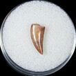 Bargain Raptor Tooth From Morocco - #14416-1